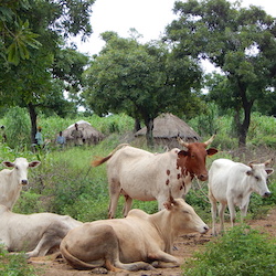 GHANA